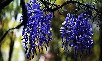 Blue Wisteria Flower Planting Seeds for Garden NON GMO Seeds Dhara Seeds