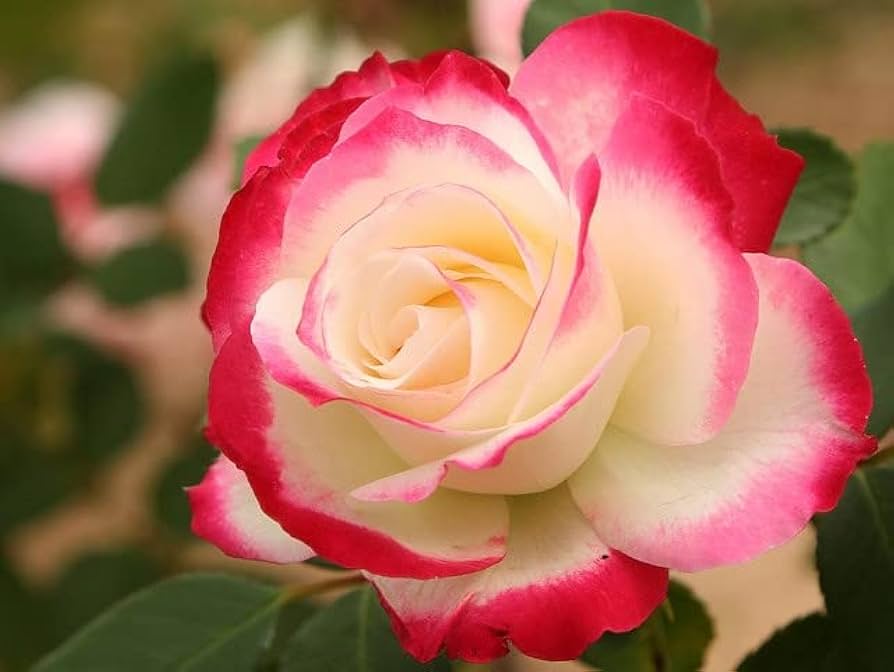Rose Rosa Species Seeds for Planting - Elegant Blooms for Flower Bed & Home Garden