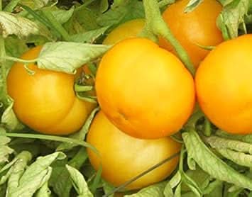 Tomato Seeds for Planting, Yellow
