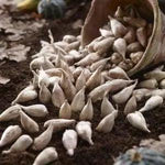 Mixed Color Freesia Flower Seeds – Non-GMO Spring Seeds for Vibrant Garden Blooms Dhara Seeds