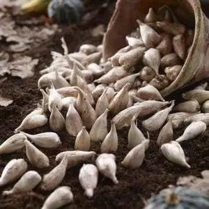 Mixed Color Freesia Flower Seeds – Non-GMO Spring Seeds for Vibrant Garden Blooms Dhara Seeds