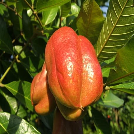 Red Ackee Fruit - Heirloom, Non - Gmo Seeds