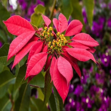 Poinsettia Flower - Heirloom, Non - Gmo Seeds