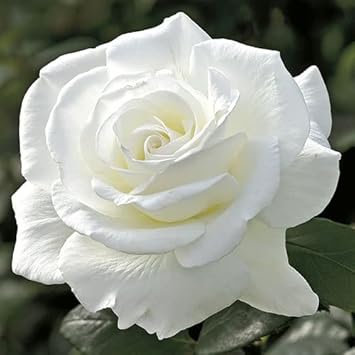 Rose Flower White Heirloom Non Gmo Image