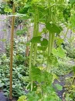 Zucchetta Summer Squash Cucurbita pepo seeds for garden planting