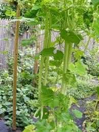 Zucchetta Summer Squash Cucurbita pepo seeds for garden planting