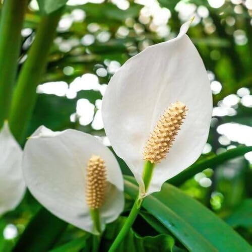 White Spathiphyllum Flower - Heirloom, Non - Gmo Seeds