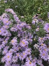 Dutch Chrysanthemum Seeds for Planting - NON GMO Seeds Dhara Seeds