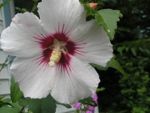 White & Hot Pink Rose of Sharon Hibiscus Syriacus Flower Tree Bush Jocad Seeds