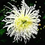 Japan Spider Chrysanthemum Flower Seeds for Planting - NON GMO Seeds for planting in home garden