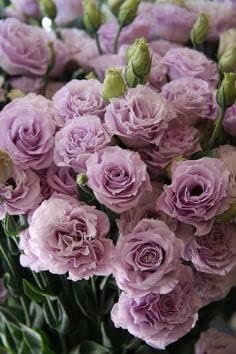 Lavender Eustoma (Lisianthus) Flower Seeds for Planting - Heirloom, NON-GMO, Easy to Grow