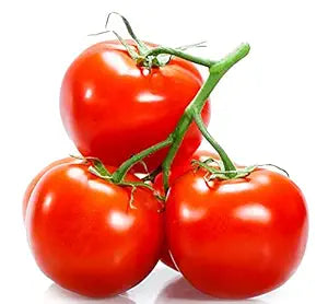Jersey Tomato for planting