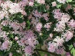 Dais Cotinifolia Flower Seeds for Planting, Heirloom, Non-GMO Dhara Seeds