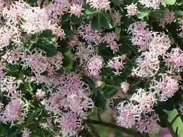 Dais Cotinifolia Flower Seeds for Planting, Heirloom, Non-GMO Dhara Seeds