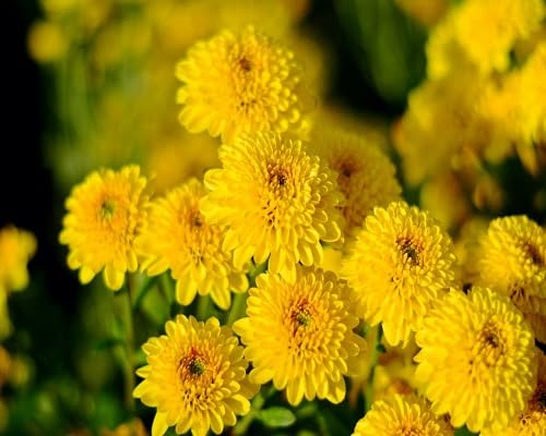 Yellow Chrysanthemum Flower - Heirloom, Non - Gmo Seeds