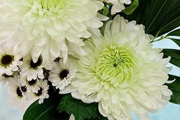 Chrysanthemum Flower Seeds Green White for Planting - NON GMO Seeds for planting in your garden.