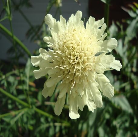 White Cephalaria Flower - Heirloom, Non - Gmo Seeds