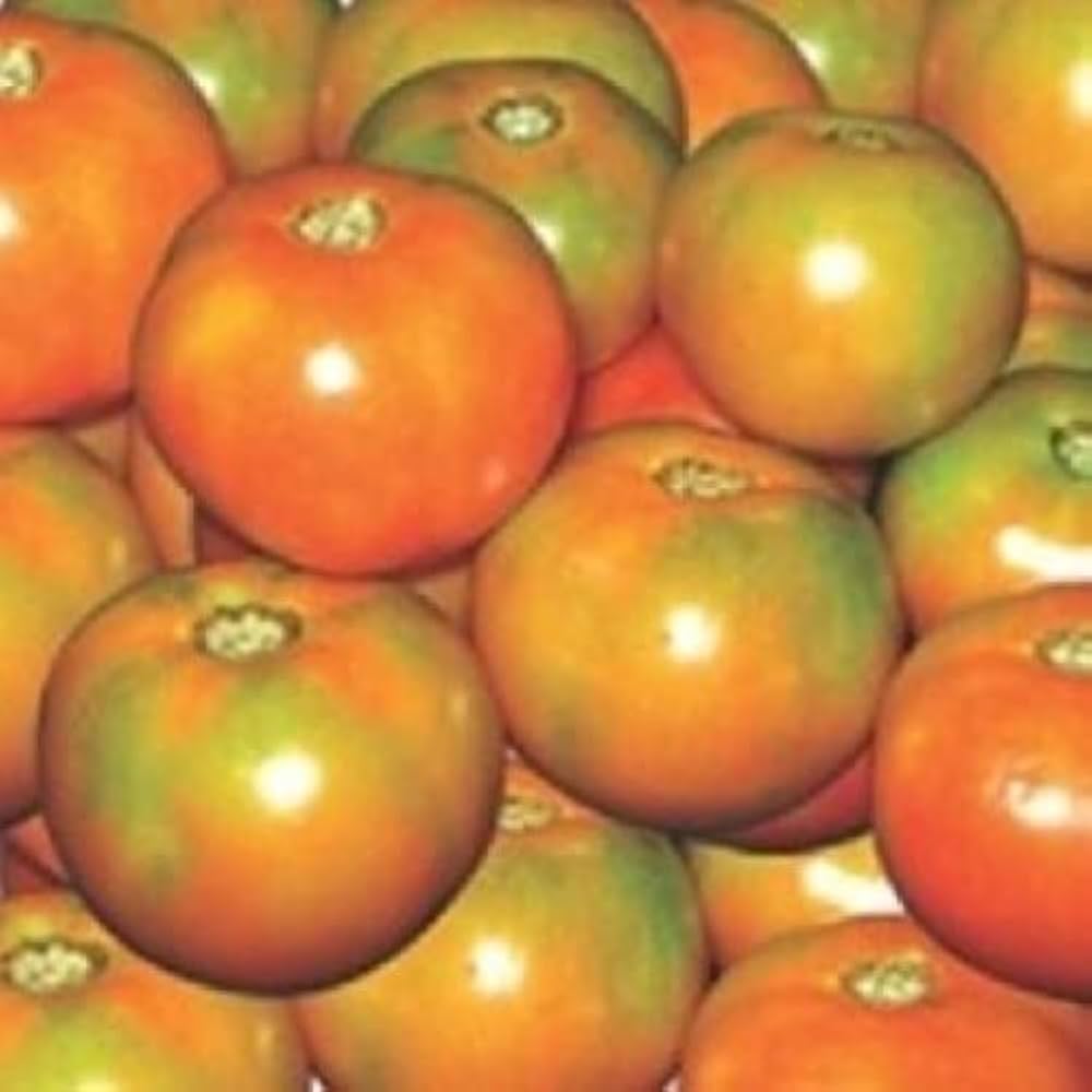 Goldene Königin Tomato Seeds for Low Acid Heirloom Garden Planting