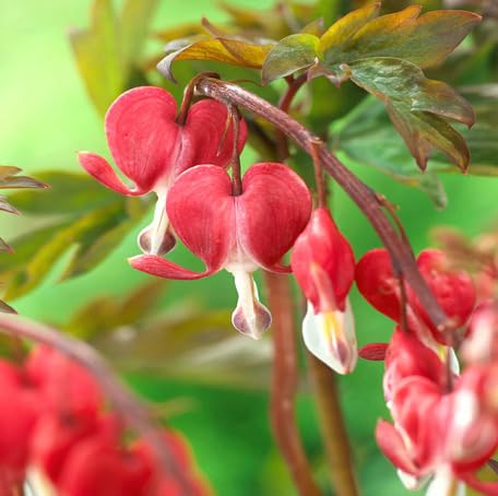 Red Lamprocapnos Flower - Heirloom, Non - Gmo Seeds