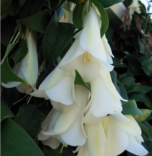 White Lapageria Flower - Heirloom, Non - Gmo Seeds