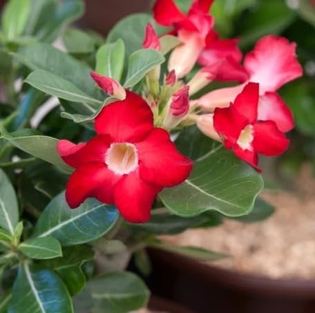 Red Adenium Flower - Heirloom, Non - Gmo Seeds