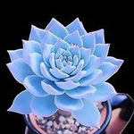 Blue Echeveria Subsessilis Planting Seeds for Garden NON GMO Seeds Dhara Seeds