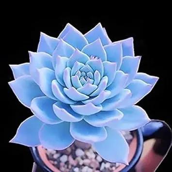 Blue Echeveria Subsessilis Planting Seeds for Garden NON GMO Seeds Dhara Seeds