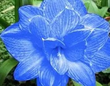 Blue Hippeastrum Flower Seeds for Planting – NON GMO Seeds for planting in home garden