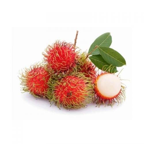 Rambutan Fruit White - Heirloom, Non - Gmo Seeds