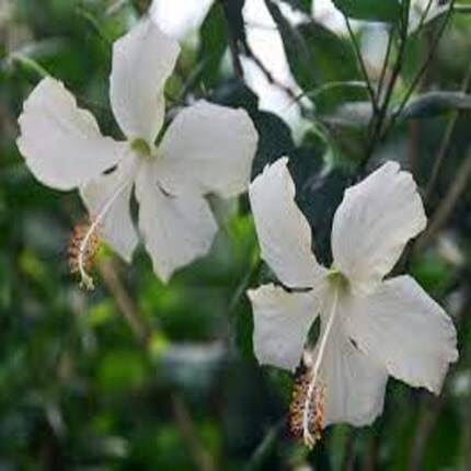 Hibiscus Flower White - Heirloom, Non - Gmo Seeds