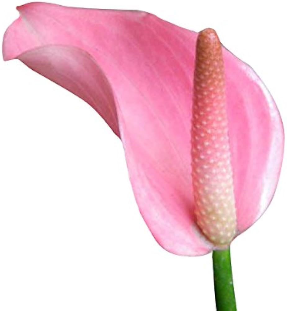 Pink Anthurium – Anthurium andraeanum – rare flower seed