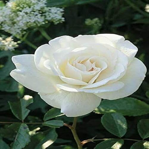 White Rose Flower - Heirloom, Non - Gmo Seeds