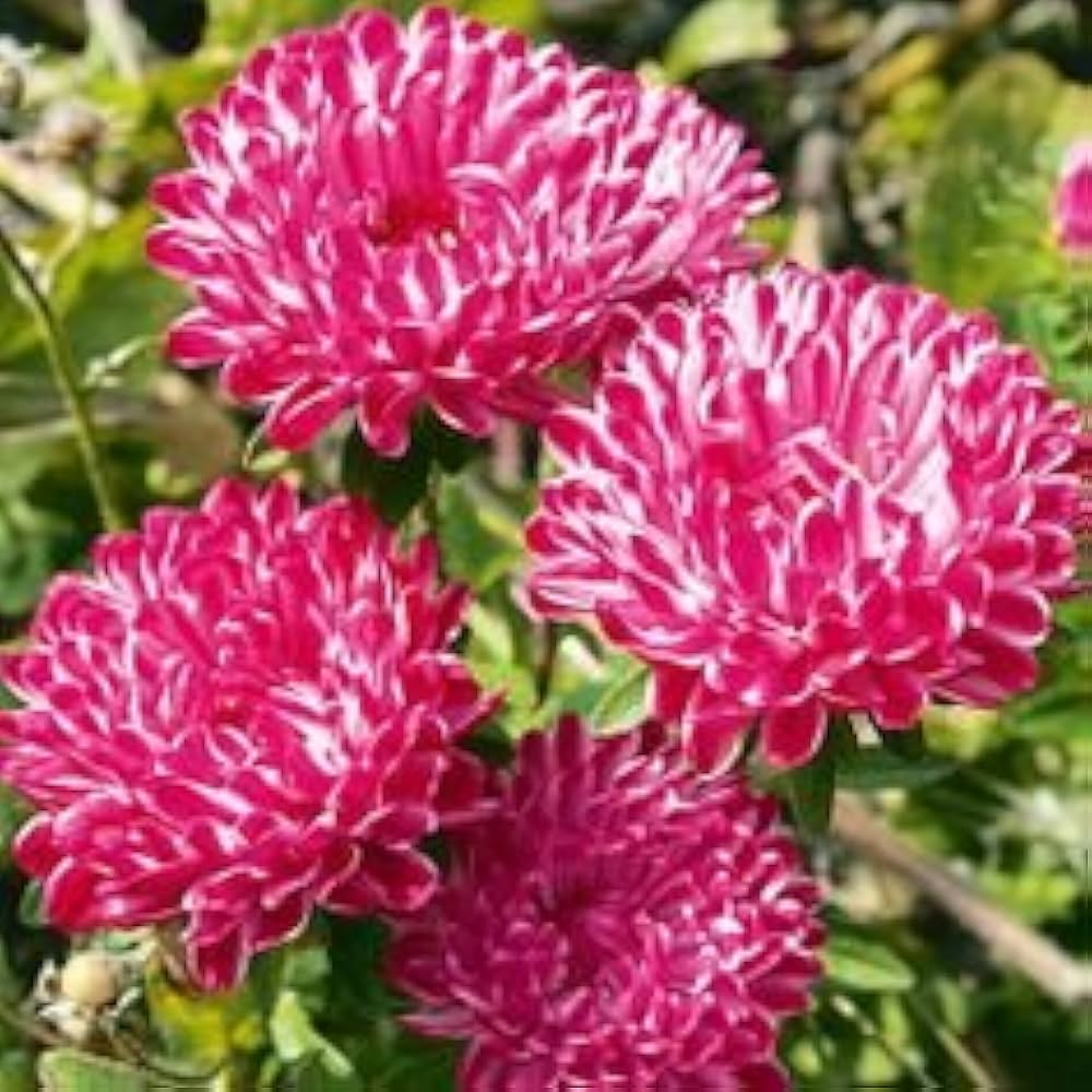 Pcs Climbing Rose Seeds for Garden Planters and Bonsai