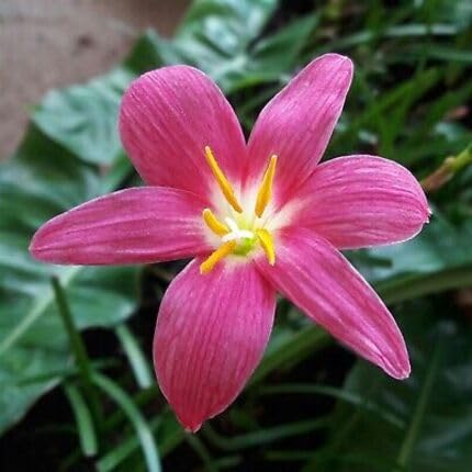 Pink Zephyranthes Flower - Heirloom, Non - Gmo Seeds