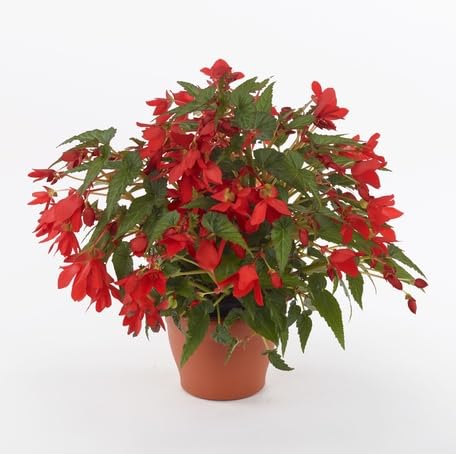 Red Begonia Boliviensis Flower - Heirloom, Non - Gmo Seeds