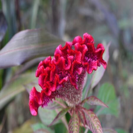 Red Cockscomb Flower