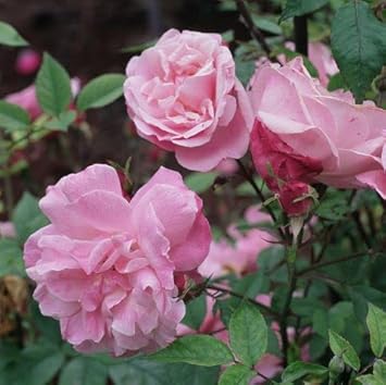 Climbing Rose Baby Pink Plant Seeds for Planting Non-GMO Heirloom Garden Seeds for Growing for planting in your garden.