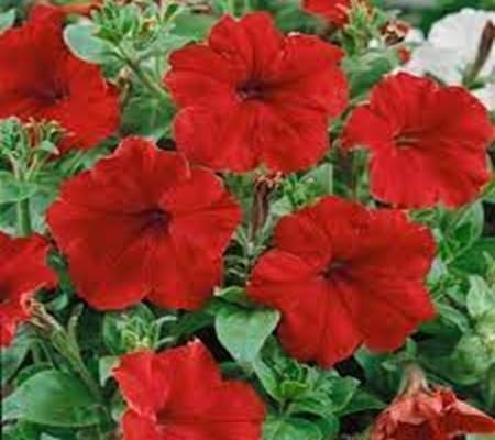 Calibrachoa Flower