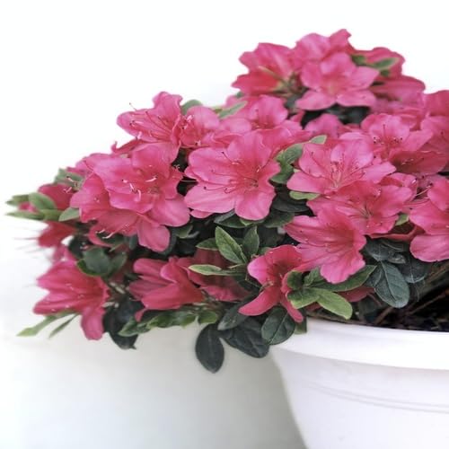 Pink Azalea Flower - Heirloom, Non - Gmo Seeds