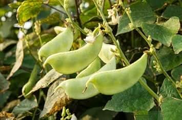 Dolichos Beans Seeds for Planting