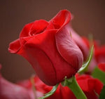 Polyantha rose seeds mix for climbing bonsai garden