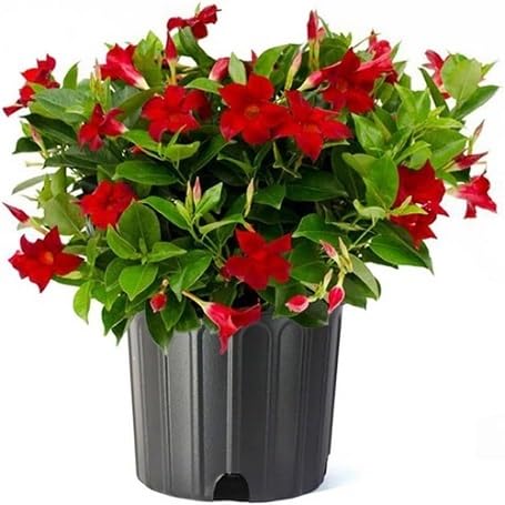 Red Dipladenia Flower - Heirloom, Non - Gmo Seeds