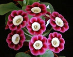 Mini Primrose Seeds for planting in home garden