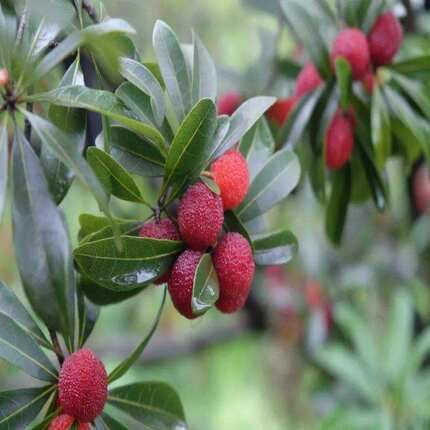 Bay Berry Fruit Red