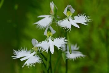 Heron Orchid Flower Seeds for Planting - 100