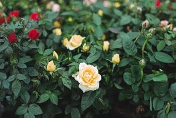White Yellow Rose Plant Seeds for Planting Non-GMO Heirloom Garden Seeds for Growing Beautiful Flowers