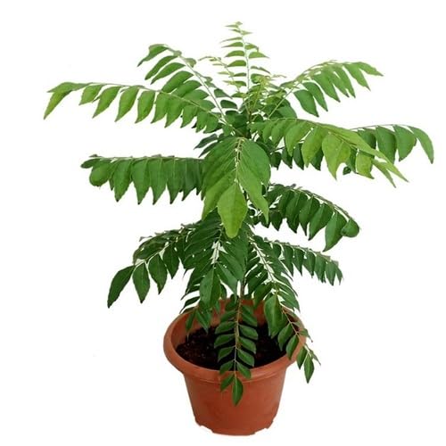 Green Curry Leaf - Heirloom, Non - Gmo Seeds
