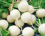 Hailstone Radish (Raphanus sativus) seeds for garden and farm use