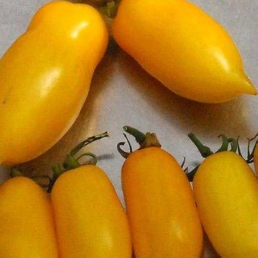 Banana Legs Tomato for planting in vegetable patch