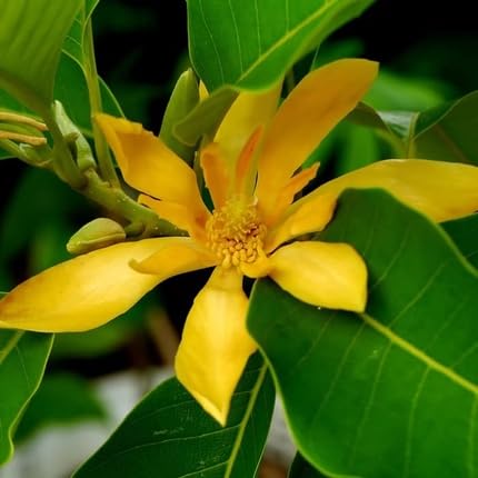 Champa Flower